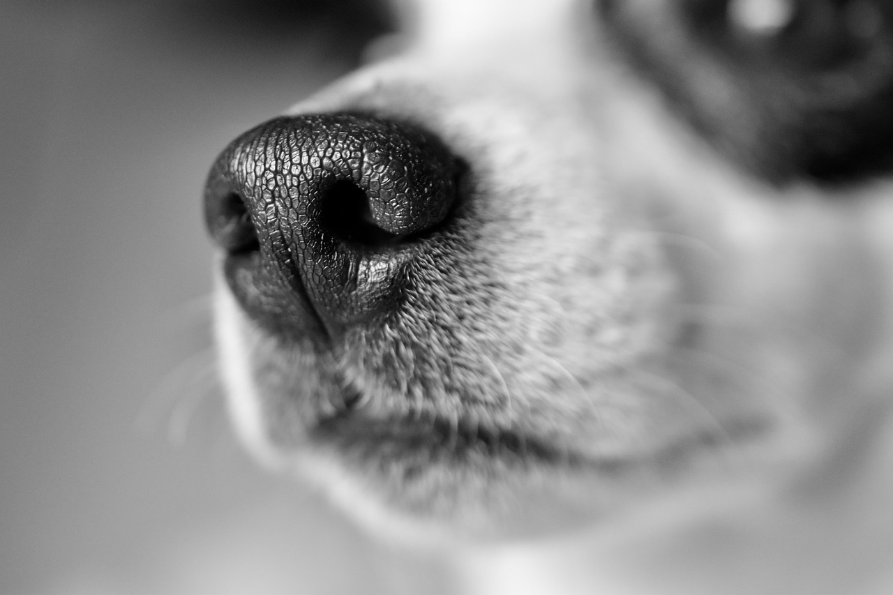 jack russel, snout, whiskers